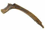Hadrosaur (Edmontosaurus) Rib Section - South Dakota #113625-2